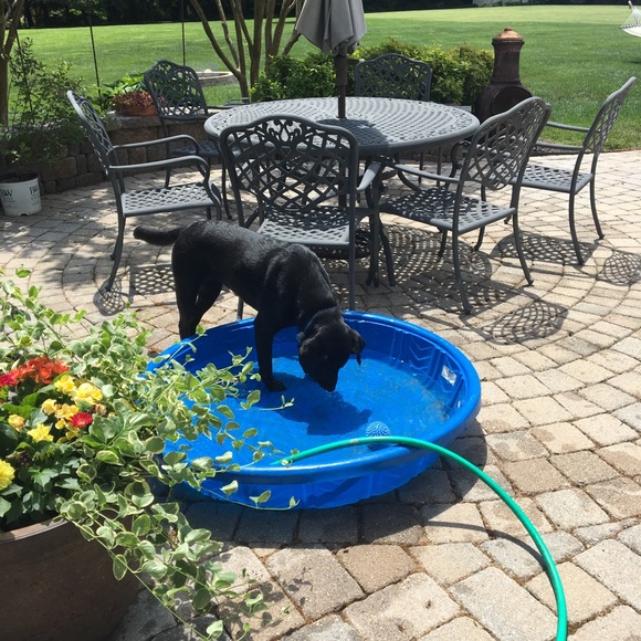 Meet your Posher, Lynda - We are Pet friendly - Picture 3 of 7